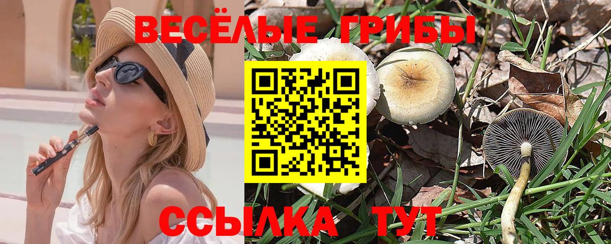 Галлюциногенные грибы Psilocybine cubensis Балтийск